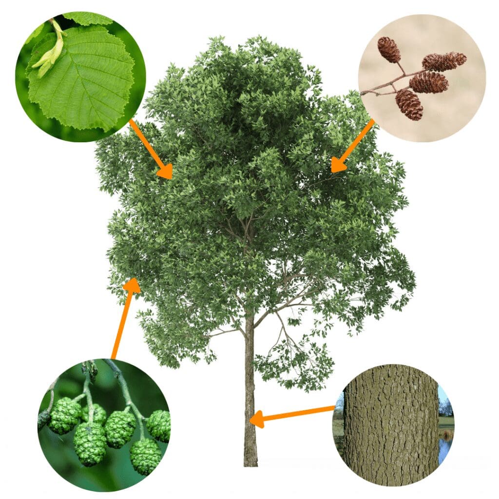 How to Identify Common Trees in the UK 4 Copy of Untitled Design1