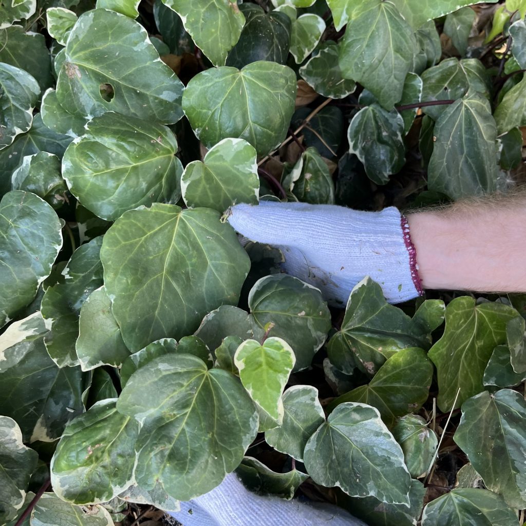 using gardening gloves to prune leaves