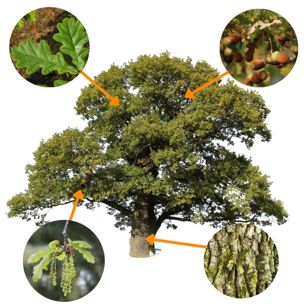 Oak Trees Identify by leaves, flowers and acorns