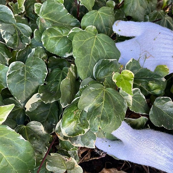 gardening gloves holding shrubbery