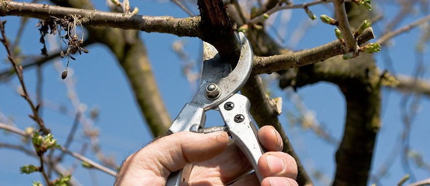 Clippers demonstrating pruning as part of garden jobs
