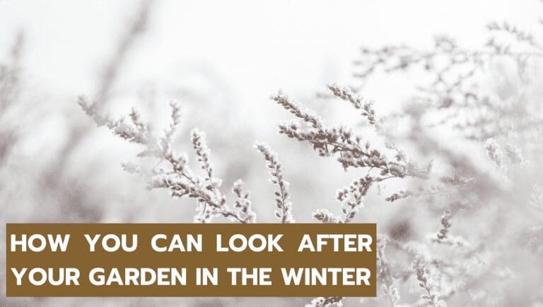 WINTER GARDENING