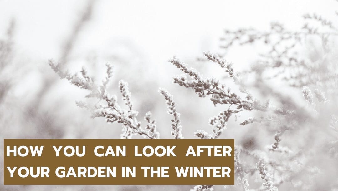 10 conseils de jardinage pour l'hiver 2022 2 JARDINAGE D'HIVER