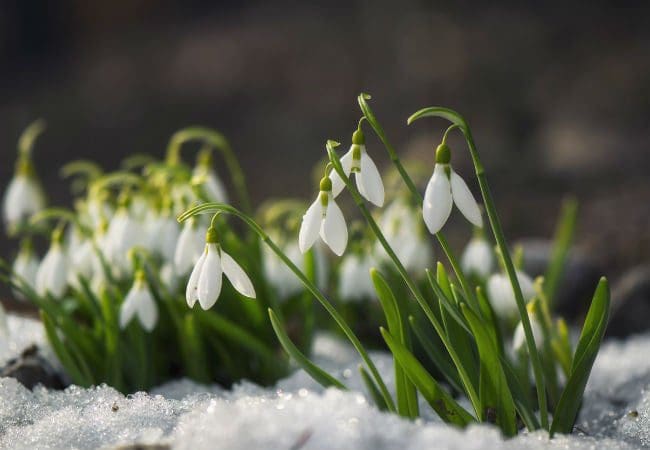 Winterblumen Schneeglöckchen