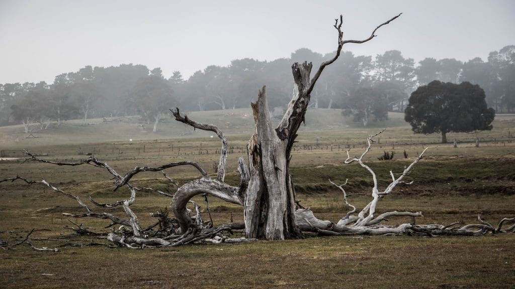 Ein einzelner toter Baum mit abgebrochenen Ästen