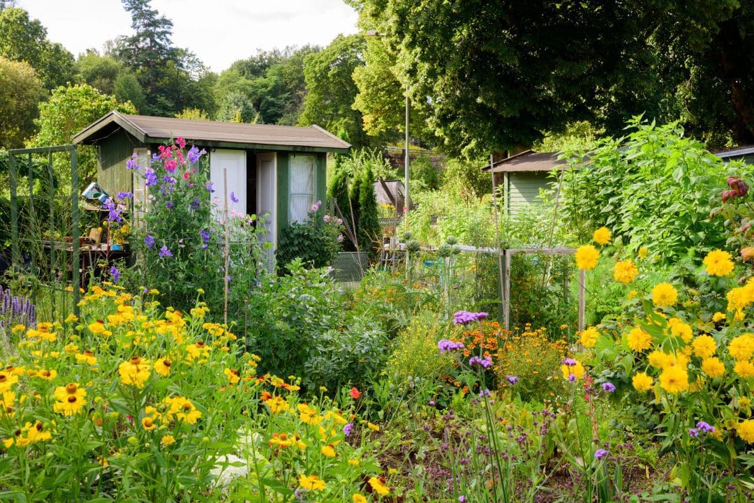 allotment hero scaled